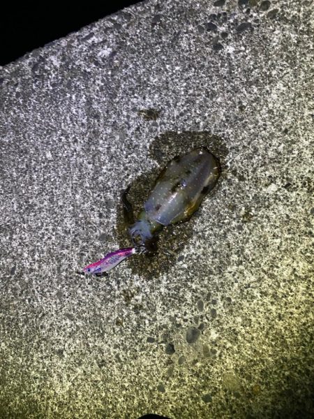 短時間エギング