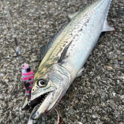 サゴシ祭り再来?