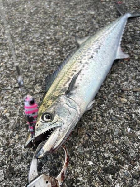 サゴシ祭り再来?