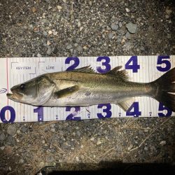 シーバスフィッシング