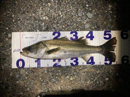 シーバスフィッシング