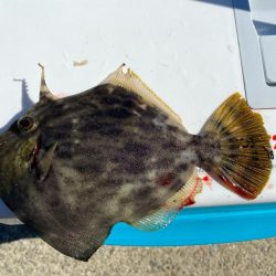 幻の8尾目、カワハギスタの無念