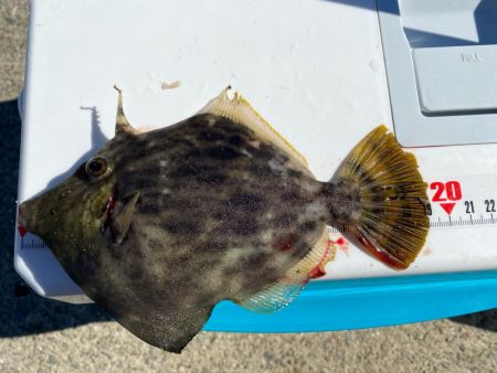 幻の8尾目、カワハギスタの無念