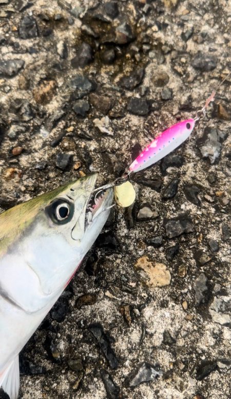 ブレードライトジギング