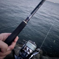 メジロがデタ！