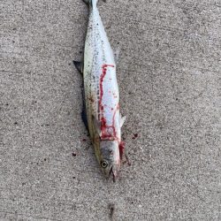 ショアジギング