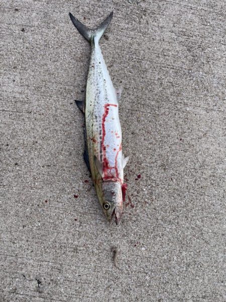 ショアジギング