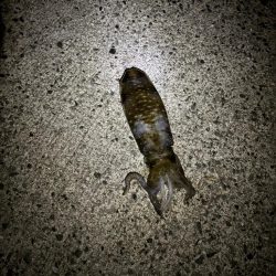 イカ釣り