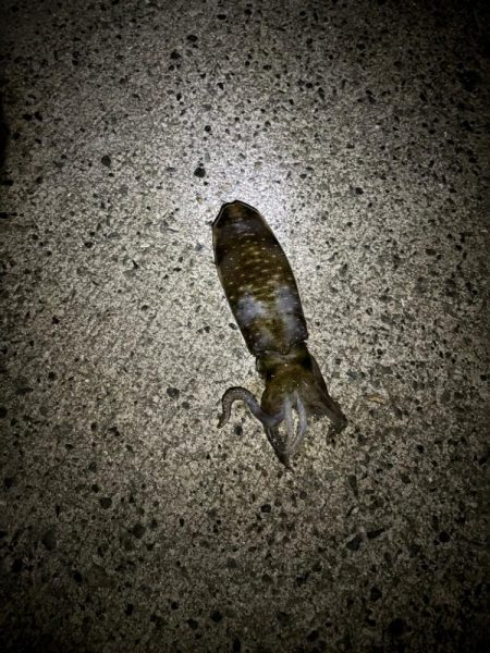イカ釣り