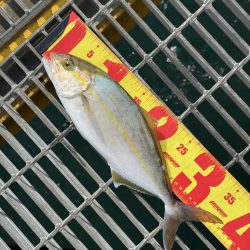 シオ、よく引きました