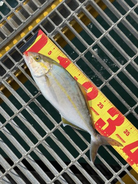 シオ、よく引きました