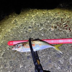 半信半疑アジング