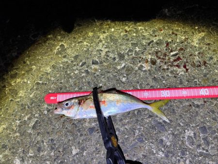 半信半疑アジング