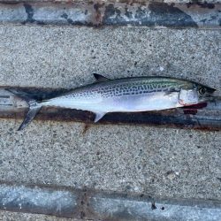 ショアジギング