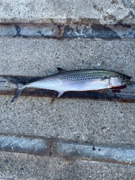 ショアジギング