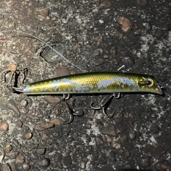 イワシの群れが汽水域まで!