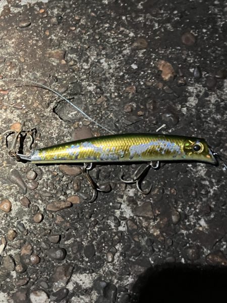 イワシの群れが汽水域まで!