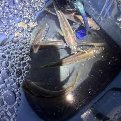 やっと、つ抜け達成