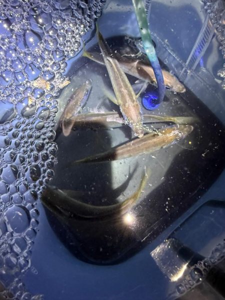 やっと、つ抜け達成