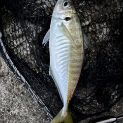 今シーズンは良いサイズ