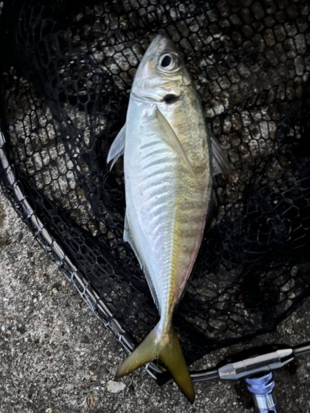 今シーズンは良いサイズ