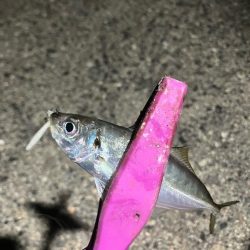 癒しの豆アジング