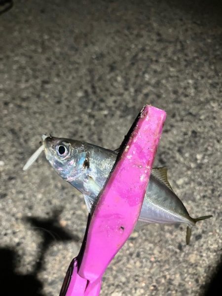 癒しの豆アジング