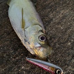 釣れたら何でも嬉しいよね⁉︎