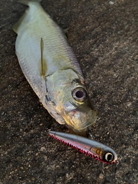 釣れたら何でも嬉しいよね⁉︎…