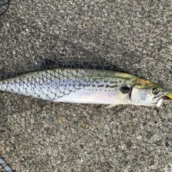 朝マヅメサゴシ