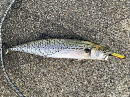 朝マヅメサゴシ