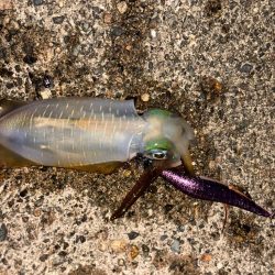 平日短時間釣行