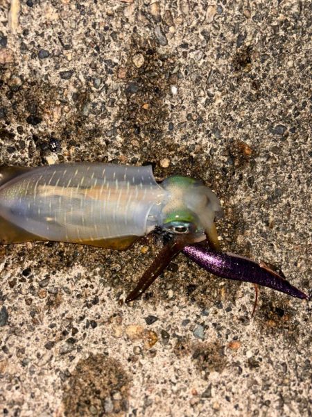 平日短時間釣行