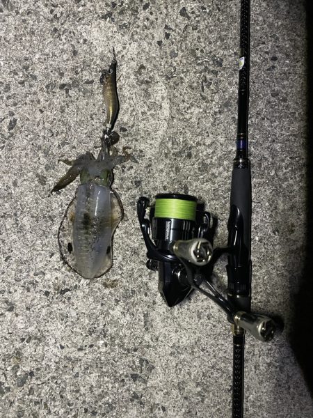 久しぶりのエギング釣行