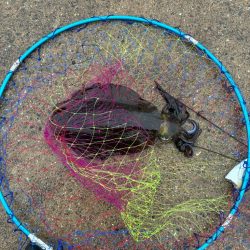 アオリイカ釣り