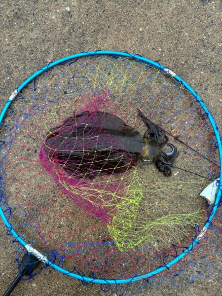 アオリイカ釣り