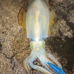 朝マズメエギング