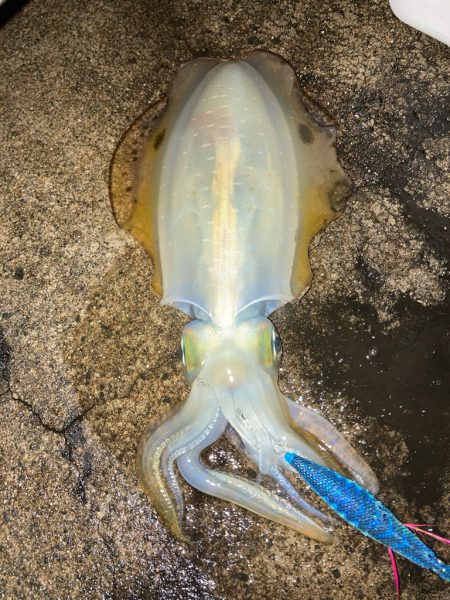 朝マズメエギング