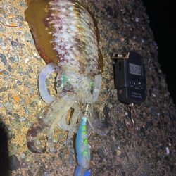 【伊根エリア】500g突入！秋イカ探し③