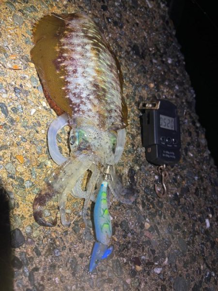 【伊根エリア】500g突入！秋イカ探し③