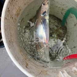 神戸沖のタチウオテンヤ