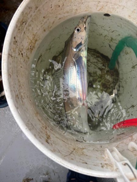 神戸沖のタチウオテンヤ