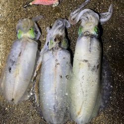 軍艦グリーンでアオリイカ