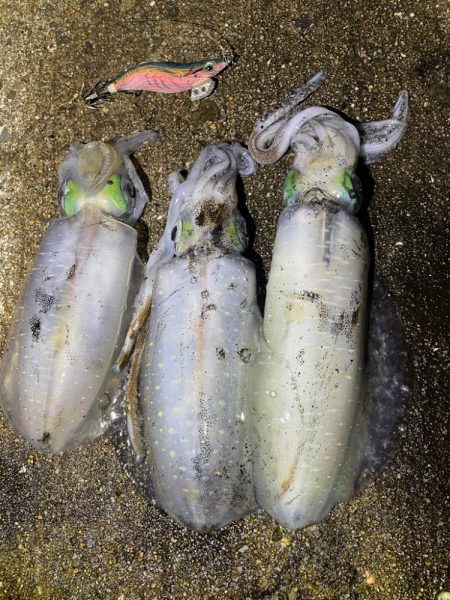 軍艦グリーンでアオリイカ