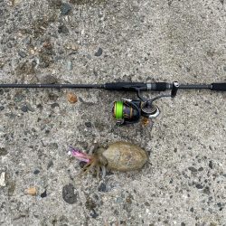 アオリイカはお留守でした