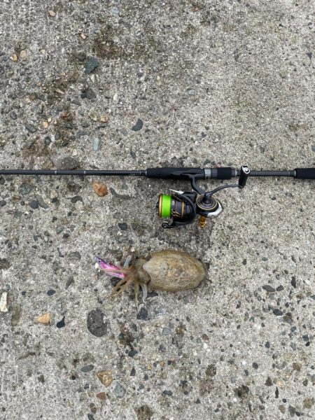 アオリイカはお留守でした