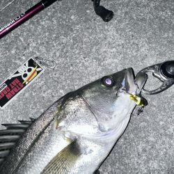 久々にシーバスくんに会えた…