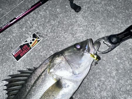 久々にシーバスくんに会えた…