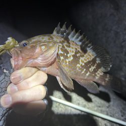 たまに釣れるお魚