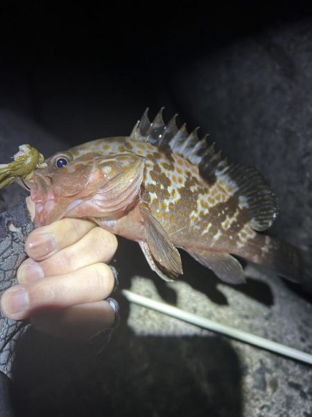 たまに釣れるお魚